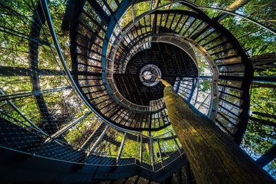 Spiral staircase into the forest canopy 