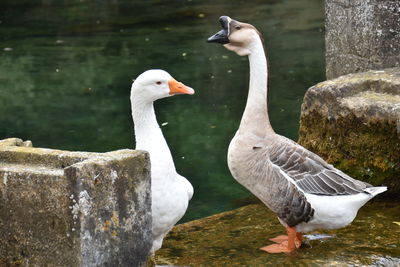 Ducks on rock by lake