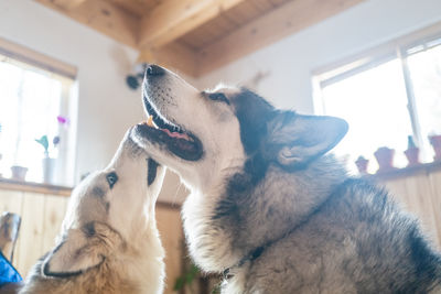 Alaskan malamute and husky dog kissing each other