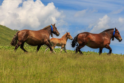 Family of brown horses in the green mountain