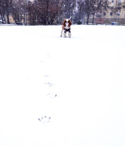 Woman standing on snow covered landscape