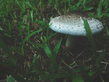 Close-up of mushroom growing on field