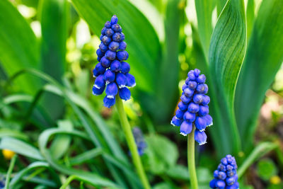 Close-up of purple flowering plants