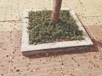 Plants growing on brick wall