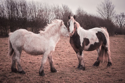 Horses standing on field