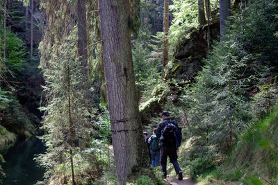 Rear view of men walking amidst trees in forest