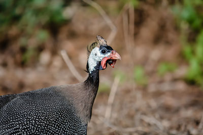 Close-up of a bird on field