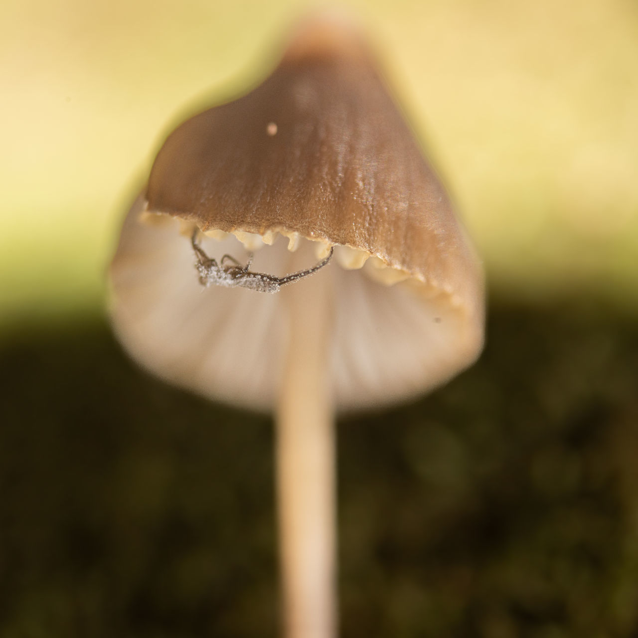 mushroom, fungus, close-up, macro photography, vegetable, nature, food, plant, growth, focus on foreground, no people, fragility, beauty in nature, freshness, selective focus, land, plant stem, agaricaceae, food and drink, leaf, outdoors, edible mushroom, flower, forest, macro, yellow, day