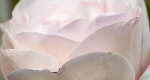 Close-up of pink roses