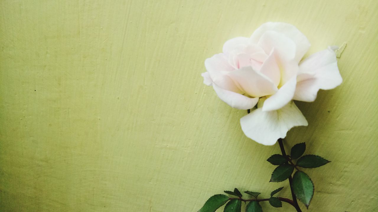 CLOSE-UP OF FLOWER PLANT