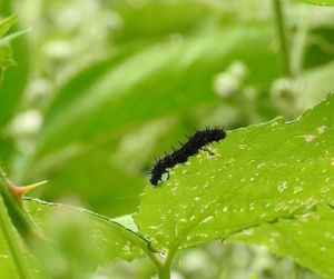 Close-up of insect on leaf