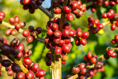 Close-up of cherries growing on tree