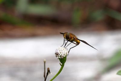 Close-up of insect on plant
