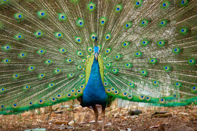 Peacock feathers on land