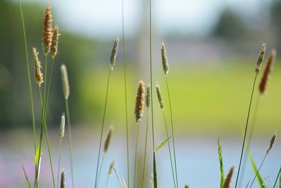 Close-up of stalks in field