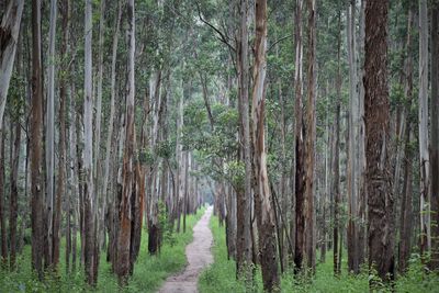 Magical landscape of green forest of tall eucalyptus trees