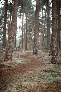 Pine trees in forest