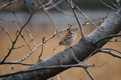 Low angle view of bird perching on branch