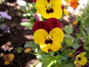 Close-up of yellow crocus blooming outdoors