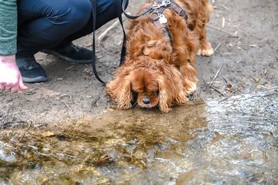 Low section of person with dog sitting by water