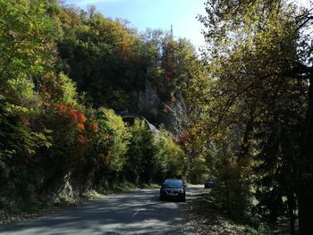 Car on road amidst trees