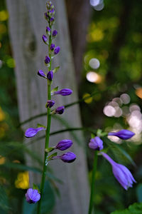 Close-up of purple flowering plant