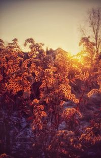 Trees in forest during sunset