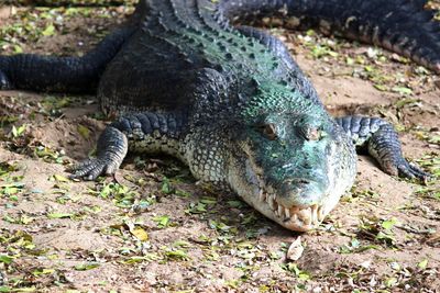 Close-up portrait of a lizard