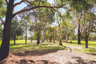 Trees in park