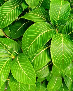 Full frame shot of green leaves