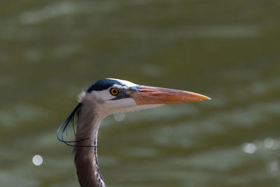 Close-up of a bird looking away