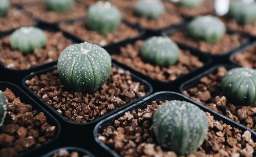 High angle view of fresh vegetables in potted plant