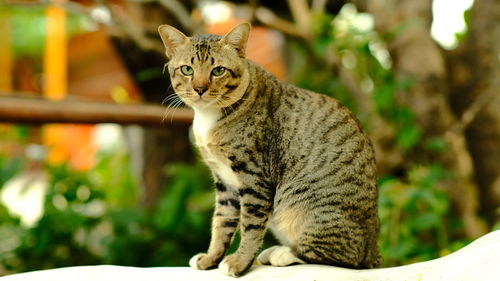 Portrait of a cat looking away