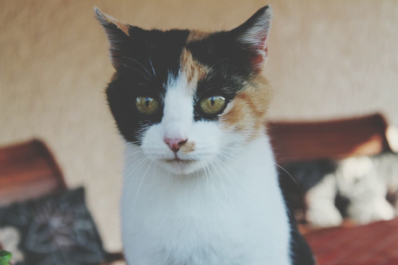 domestic animals, pets, domestic cat, animal themes, one animal, cat, mammal, feline, looking at camera, portrait, whisker, indoors, focus on foreground, close-up, home interior, animal head, relaxation, sitting, front view, white color