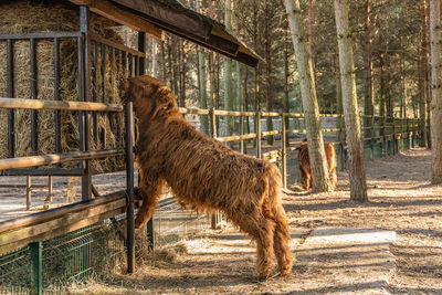 View of a dog looking away