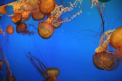 Jellyfish swimming in sea