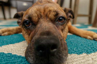 Close-up portrait of dog at home