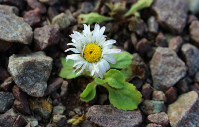 High angle view of white flowering plant on rock