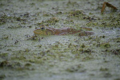 View of frog on land
