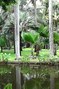 Palm tree by water