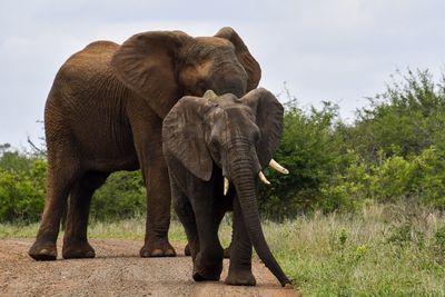 Elephant family in a field. 