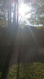 Sunlight streaming through trees in forest