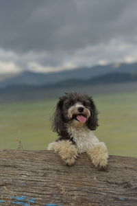 Pet, puppy modeling for a photo