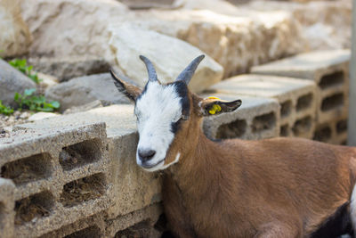 Close-up of goat resting by bricks