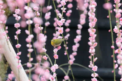 Close-up of insect on flowers