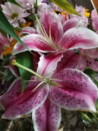 Close-up of pink lilies