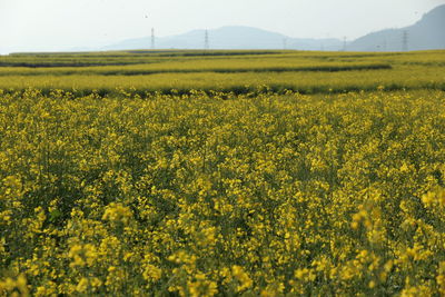 Scenic view of oilseed rape field