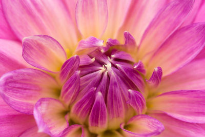 Full frame shot of pink flower