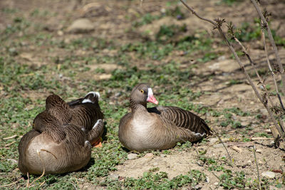 Ducks on a field