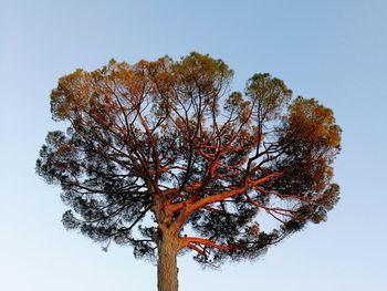 Low angle view of tree against clear sky